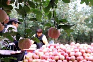 �ӱ���ꀣ������O���t