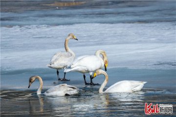 еƽhӴB(ti)h(hun)O(sh)˾Ҹ҈@