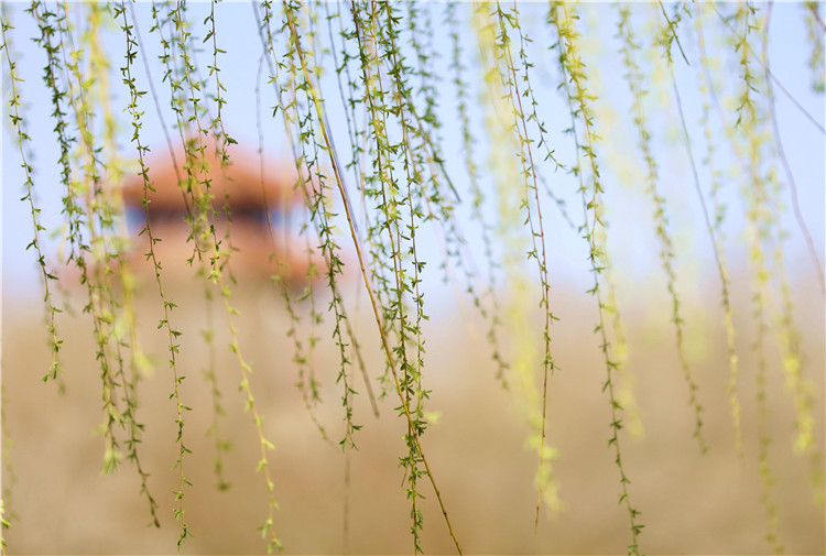 1679624913993685.jpg 滄州1萬條垂下綠.jpg